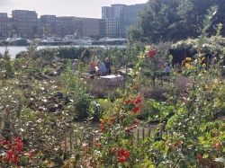 Tuin op steigereiland noord