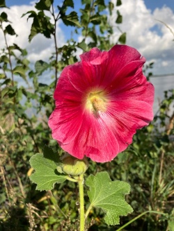 Hollyhock