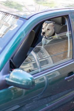 Hond in auto