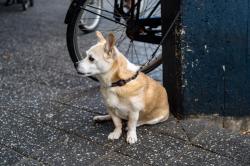 Hond word aan het lijntje gehouden.